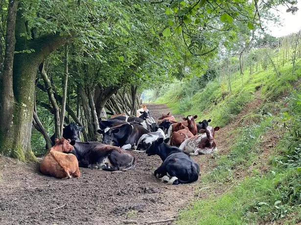 Hidden lanes and lush overgrown glades add charm to the countryside of rural Dorset, England, UK.