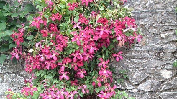 Garden Q&A: Should I remove clematis from my wall