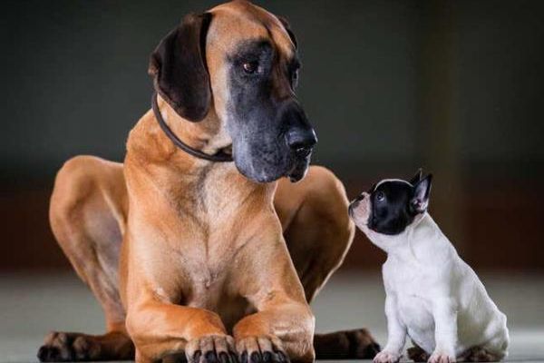 A Great Dane (left) and a petite French bulldog.