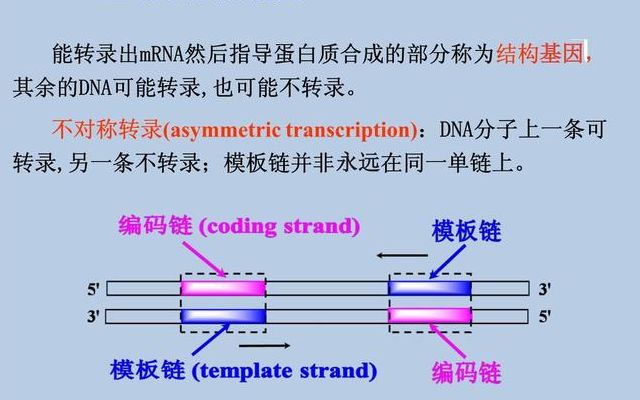 UB团队在低温下发现新的RNA生物化学